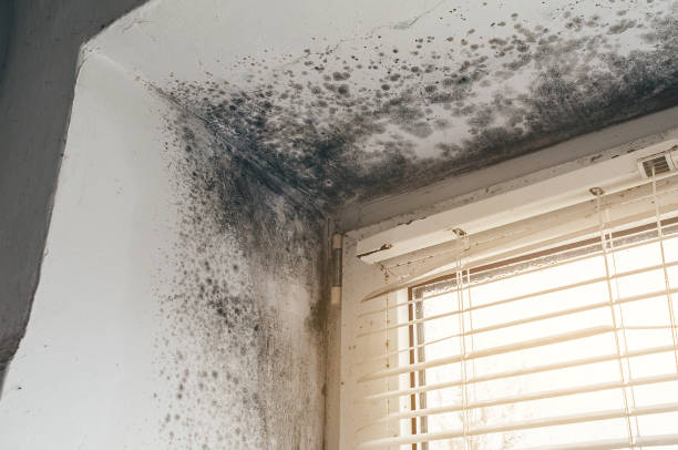 Trusted Mold Removal service in Bernardsville, NJ - Cheap Mold Removal